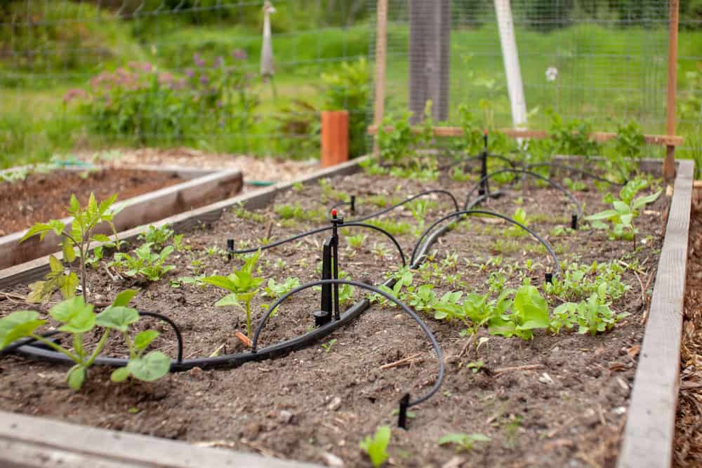 Drip_Irrigation_Emitters_Types_-_A_Comprehensive_Guide_to_Efficient_Watering_and_Emitter_Irrigation_Systems